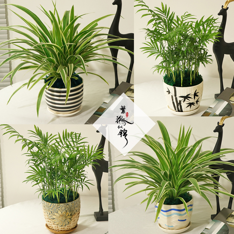 吊兰盆栽垂吊绿植吸除甲醛净化空气植物常春藤绿萝虎皮兰花卉盆栽