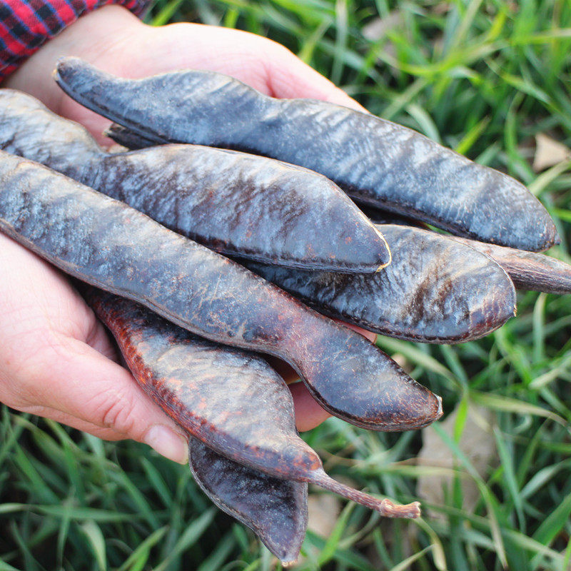 满26包邮野生天然洗发整皂角 长皂角 皂荚250克做洗头水防脱乌发