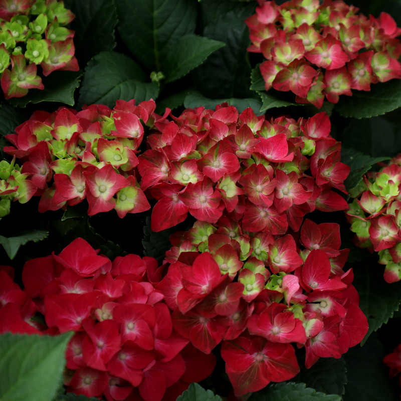 绣球花 鲜花批发_进口大花绣球魔幻红宝石阳台盆栽庭院绿植耐阴易养一