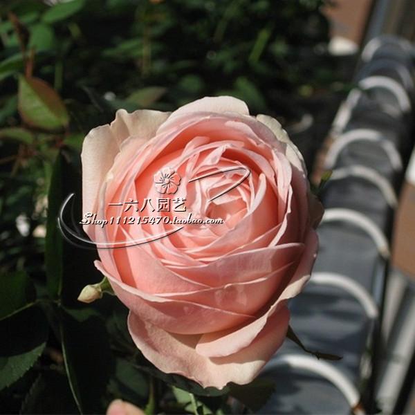 日月娇媚昂热城堡月季花包子花型灌木切花勤花抗病性强