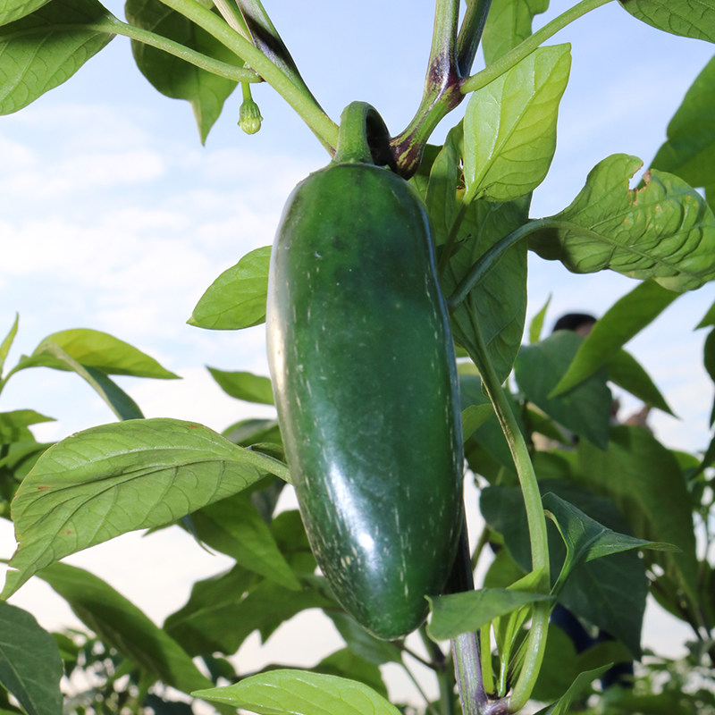 简妹墨椒哈雷派尼奥辣椒鲜果 农家蔬菜青辣椒 港椒