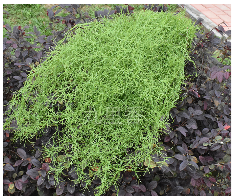 一折仿真多肉植物壁挂_绿色须根多肉仿真凤梨草藤条空气草壁挂老人须