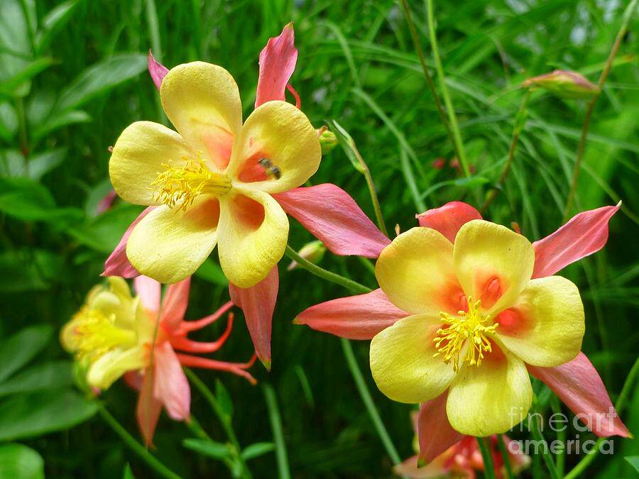 烤海鸭蛋广西北海北部湾红树林野生咸鸭蛋正宗流油整箱20枚特大