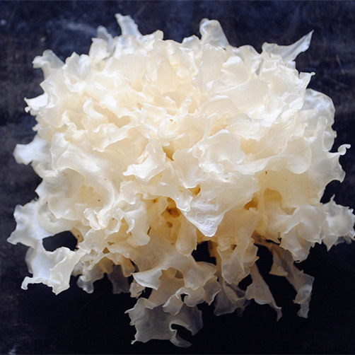 正宗农家通江银耳椴木野生雪耳白木耳干货 天然糯鲜银耳 陈河