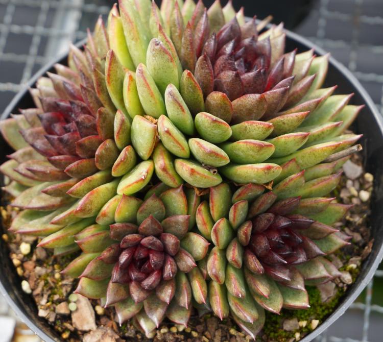 可寄养 叶冠18cm 粗桩子 四头老桩 黑玫瑰 黑水晶 多肉植物
