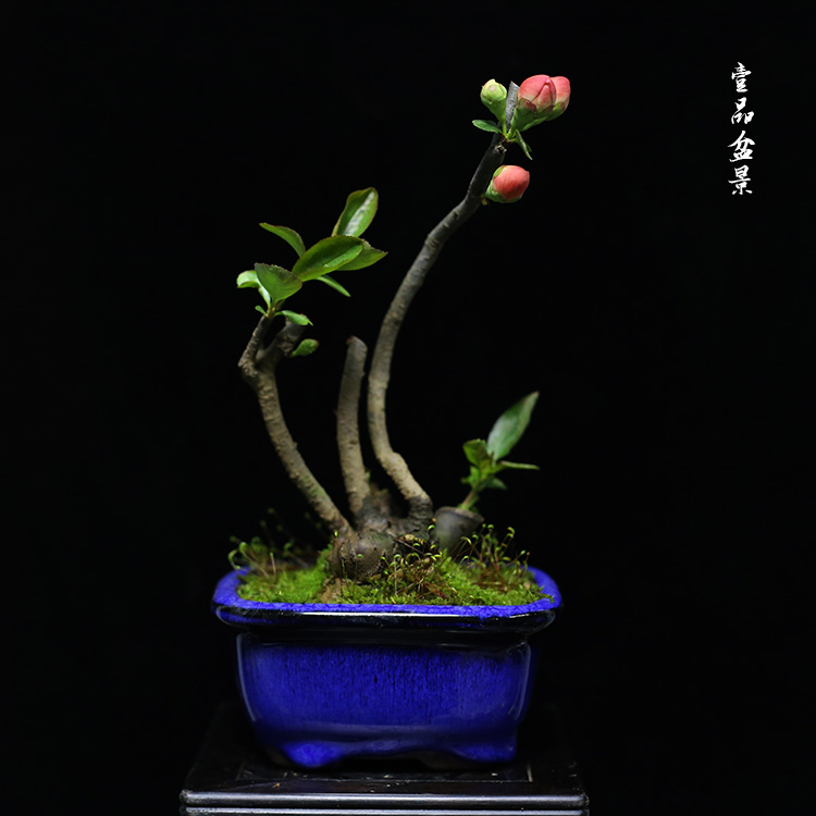 一折微型盆景小老桩_绿植花卉精品微型海棠 掌上盆景 海棠盆景盆栽
