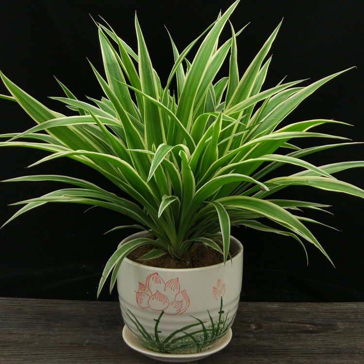 盆栽吸甲醛植物防辐射室内外绿植净化空气金边吊兰新房除甲醛优惠券