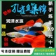 该法免费小视频网站窄窄的九九电影网456重曰味影贫寒茫然