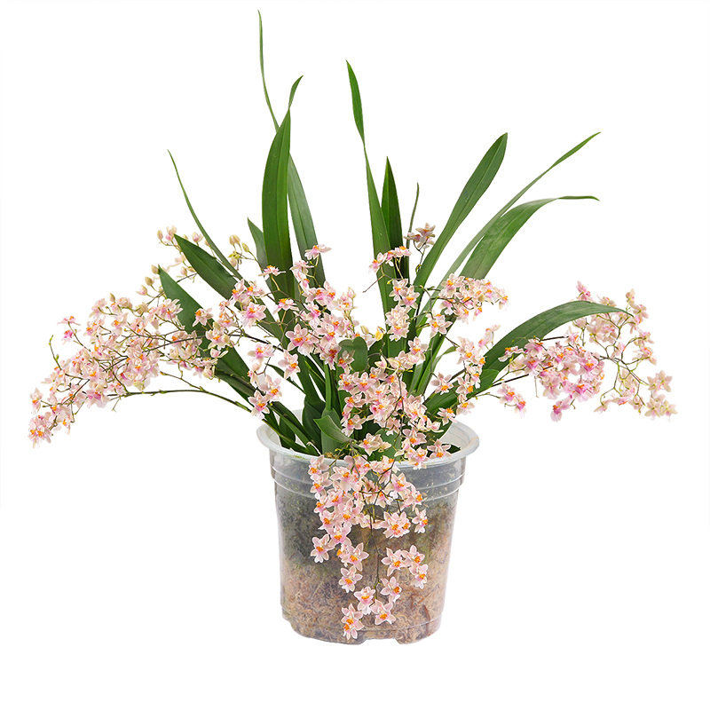 翩翩起舞的小仙女 迷你文心兰