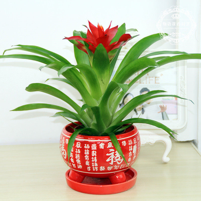 一折花卉盆栽 好养 四季常青_鸿运当头 凤梨花 室内观叶观花植物盆栽