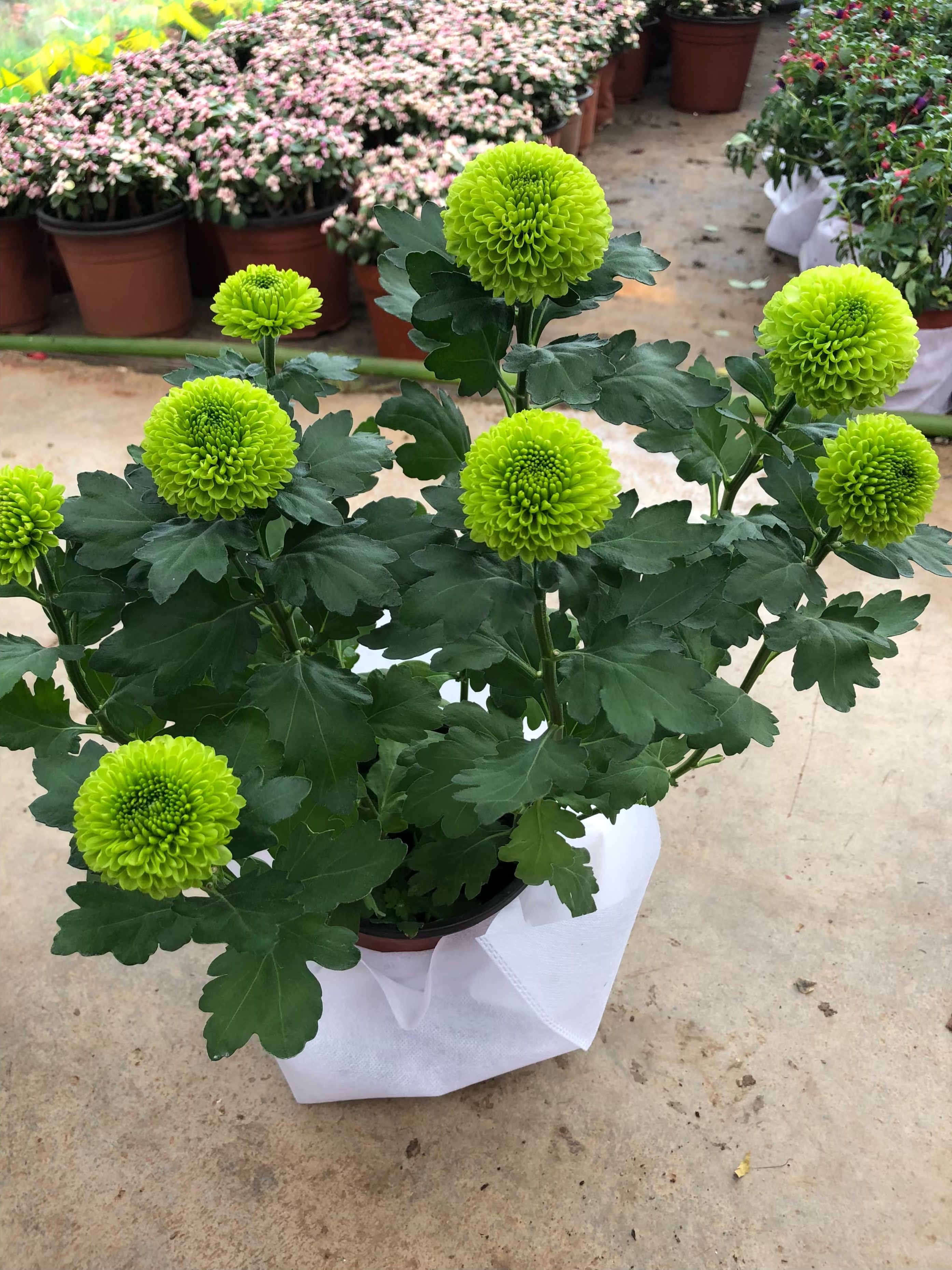 特价菊花盆栽带花