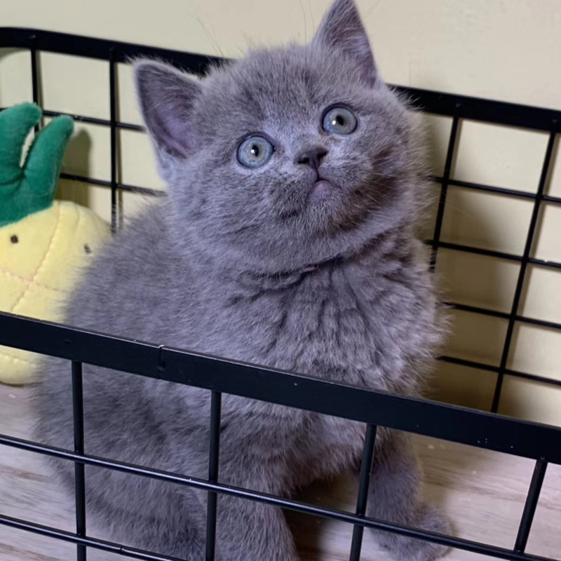 咖啡猫 宠物猫活体_宠物猫猫咪活体 宠物小猫咪 英国短毛猫蓝猫蓝胖子