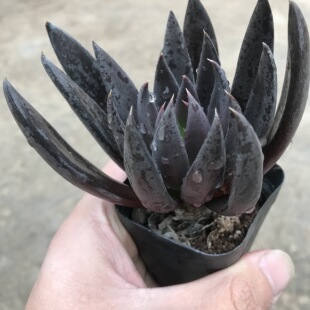 多肉植物 黑骑士 颠石莲 黑色系列 黑檀汁黑玫瑰肉肉盆栽组合