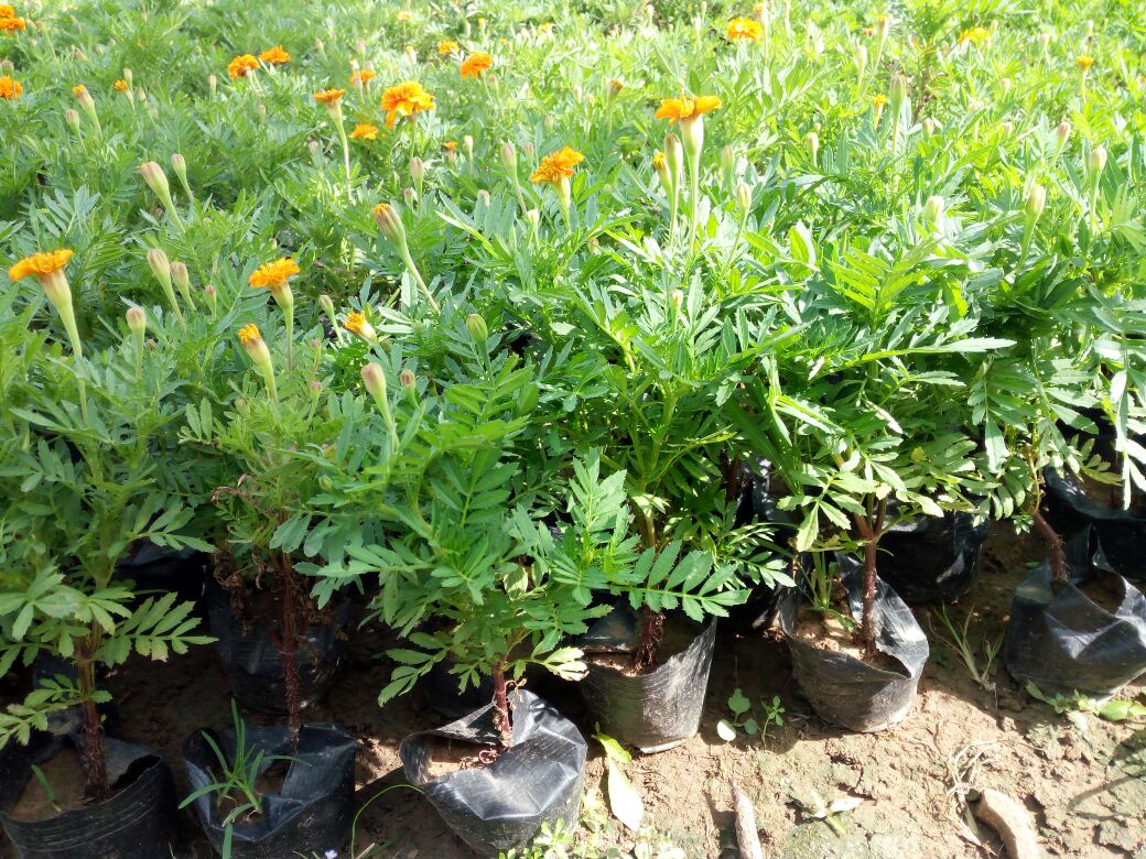 小菊花盆栽_万寿菊苗万寿菊盆栽孔雀草盆栽苗小万寿菊小菊花苗孔雀菊