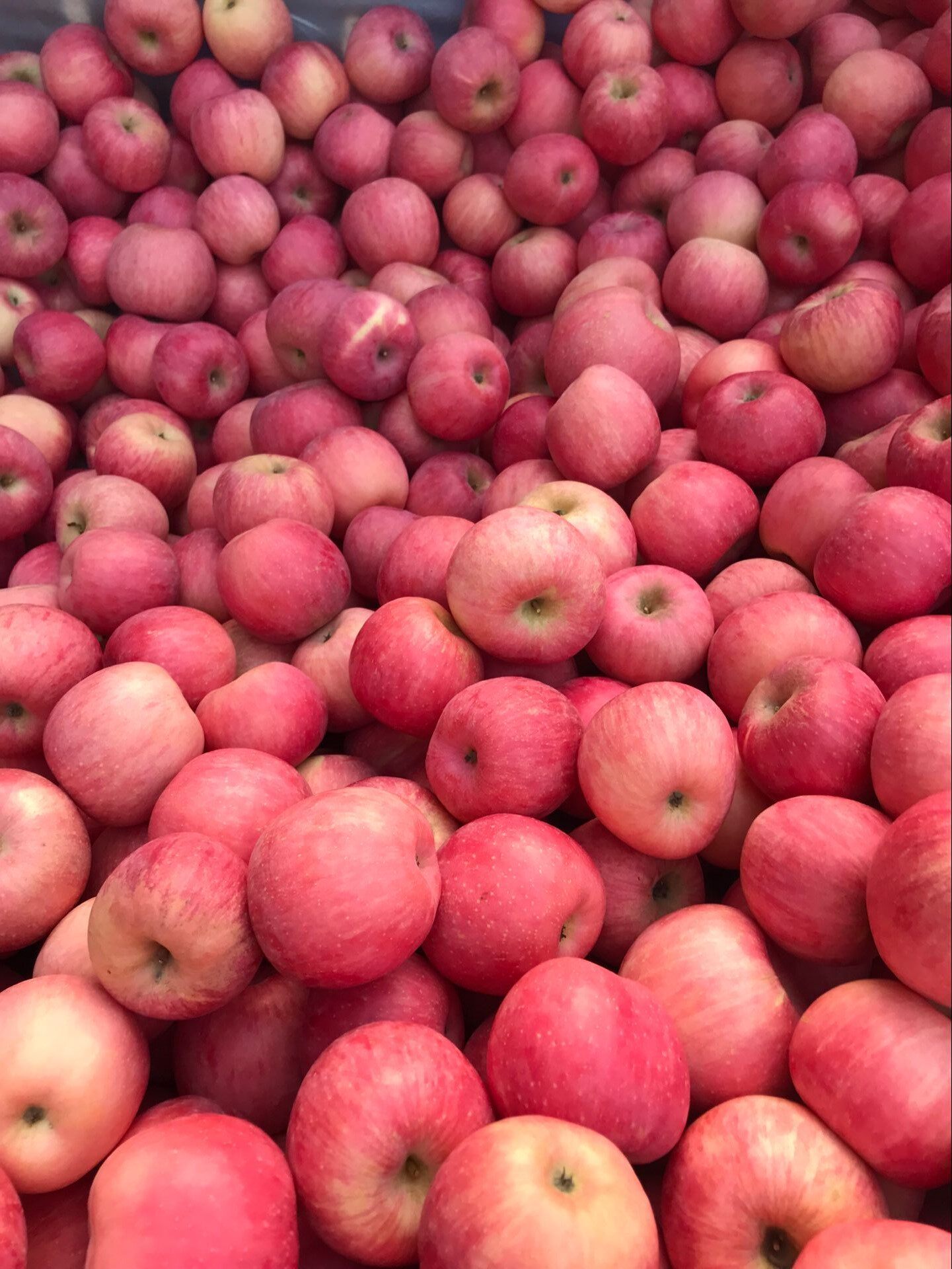 酸甜多汁 山东烟台苹果栖霞红富士 孕妇水果5斤10-12个 带皮吃