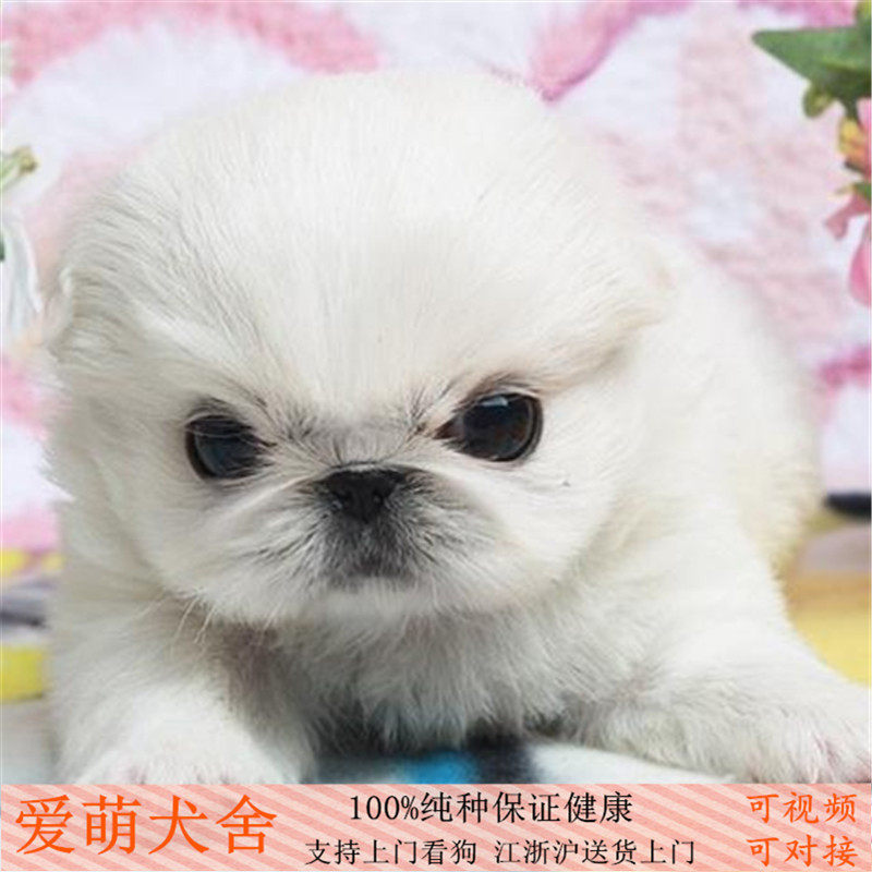 出售精品纯种北京犬狮子狗宠物狗小型犬京巴活体幼犬保证健康包邮