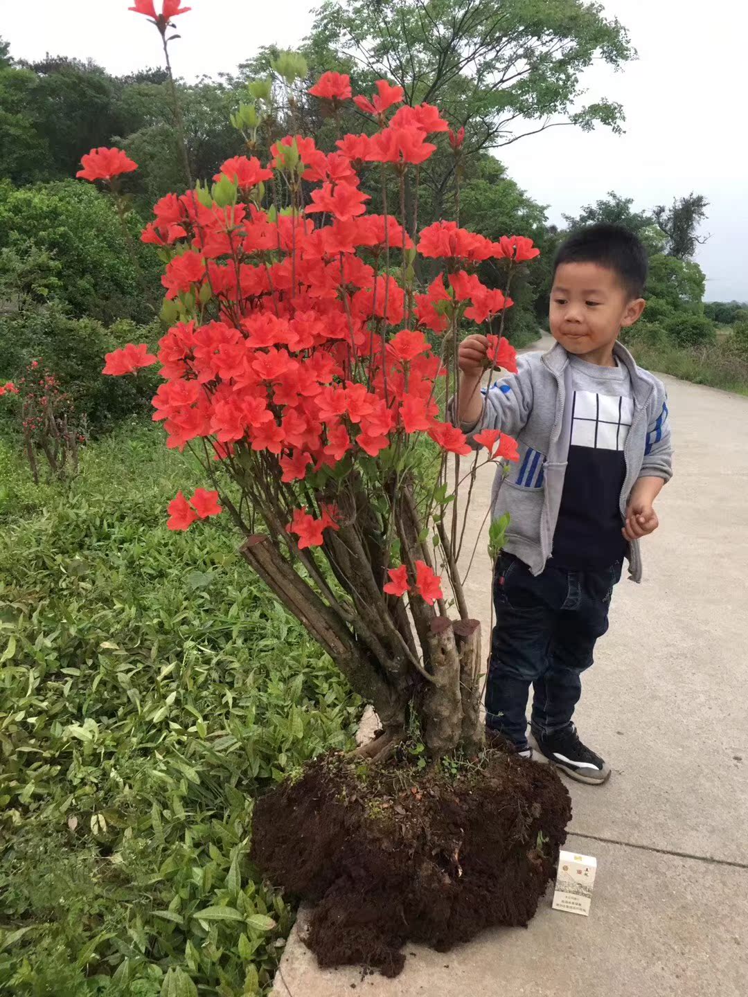 野生映山红盆景树桩下山桩杜鹃花盆景树桩国旗红花卉盆栽