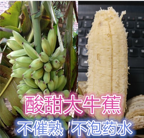 热销扒蕉糖_新鲜香蕉芭蕉10斤包邮 酸甜牛蕉芭蕉牛角蕉9斤净重 非小米