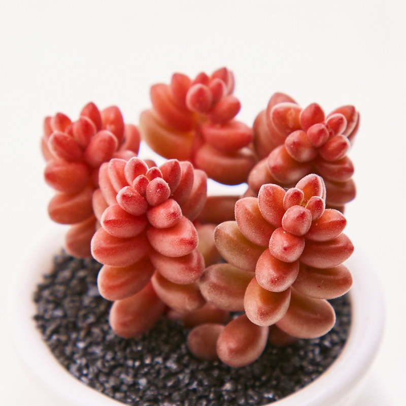珊瑚珠植物多肉办公室内植物创意花卉绿植盆栽组合盆景微景观