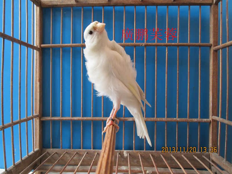 包邮 专业血统正宗纯种白玉红眼金丝雀芙蓉鸟繁殖贵族