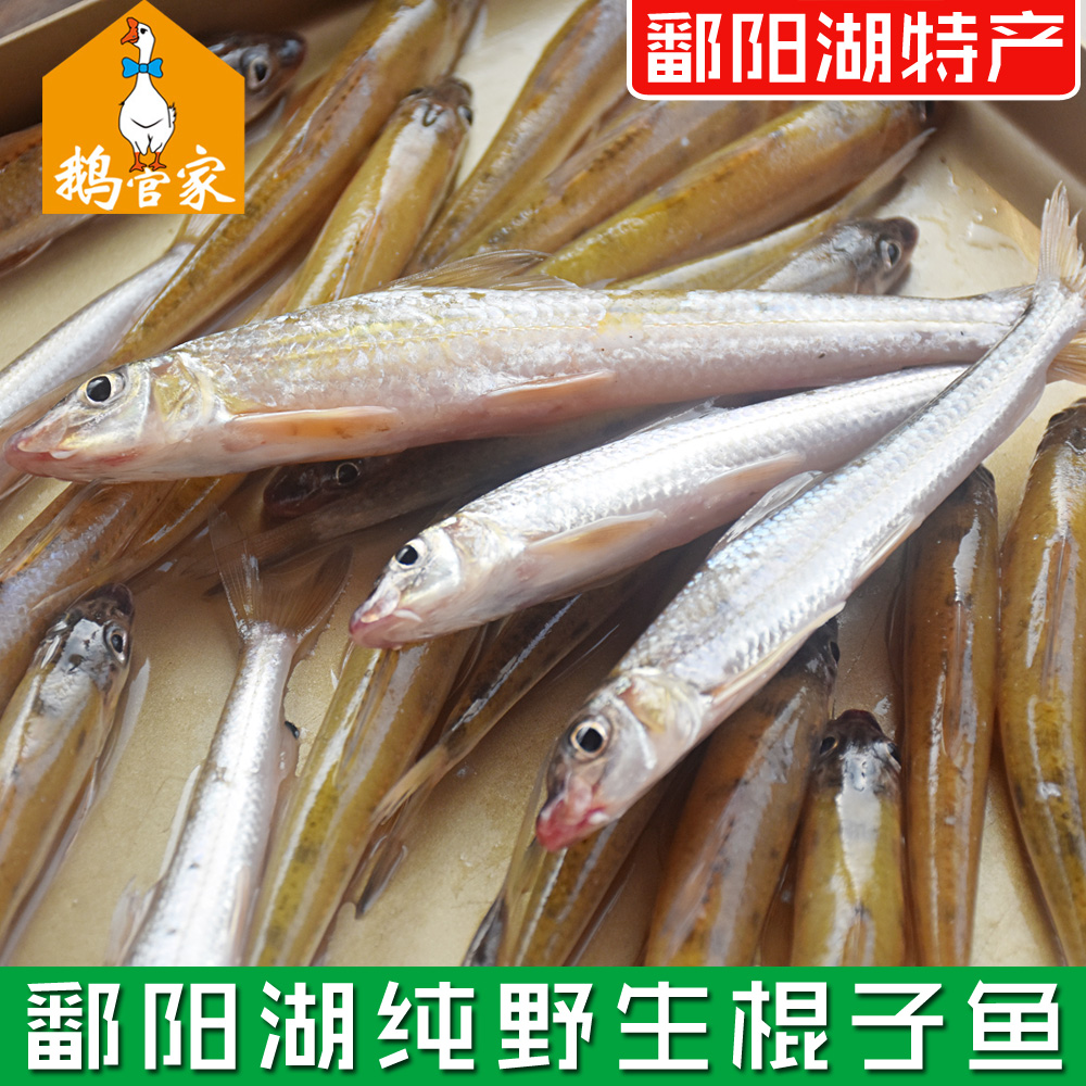 【鄱阳湖野生鱼】正宗野生棍子鱼棒棒鱼蛇鮈船钉子新鲜小河鱼