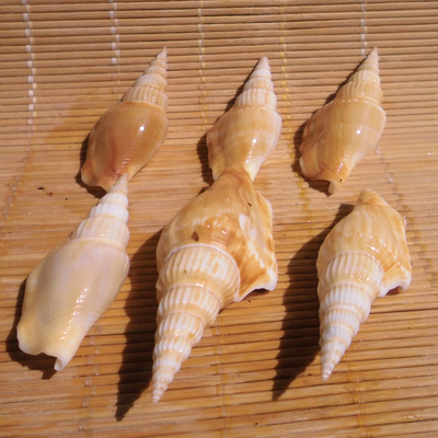 天然海螺贝壳金斧螺 斧头螺 竹笋凤凰螺 水族鱼缸造景 地台墙饰