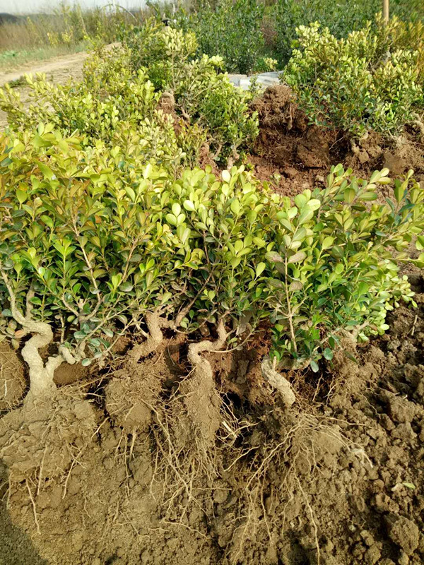 微型盆景小叶黄杨树桩小盆景下山桩树苗掌上造型盆景盆栽