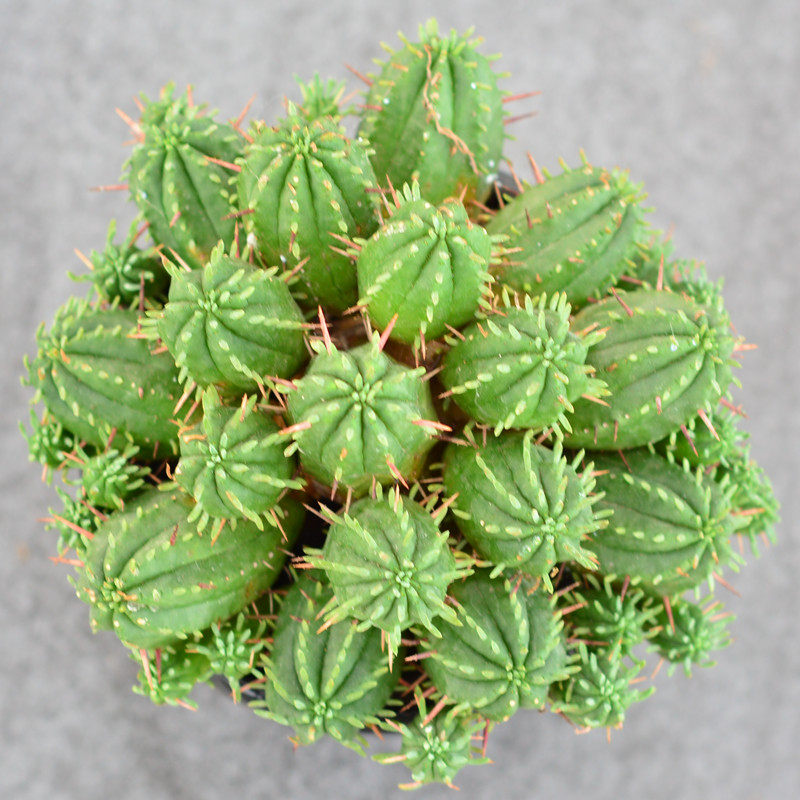 特价麒麟植物_尚野园艺 多肉植物 火麒麟群生一物一拍 仙人球仙人掌