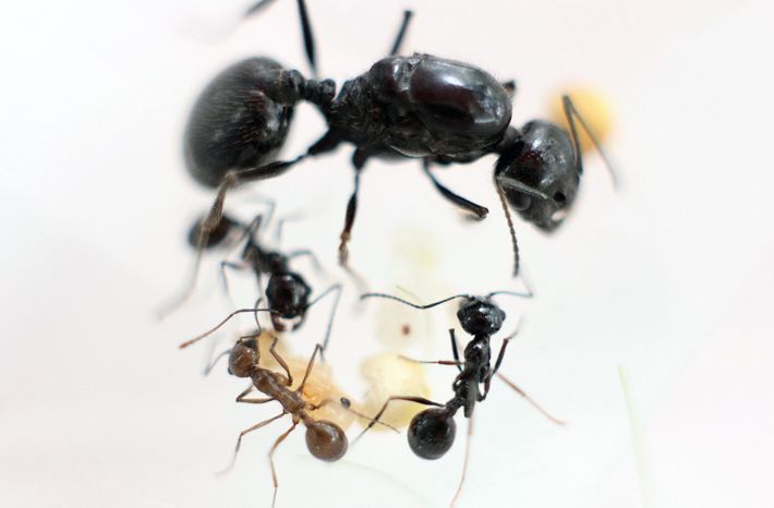 白刺收获蚁messor desertora