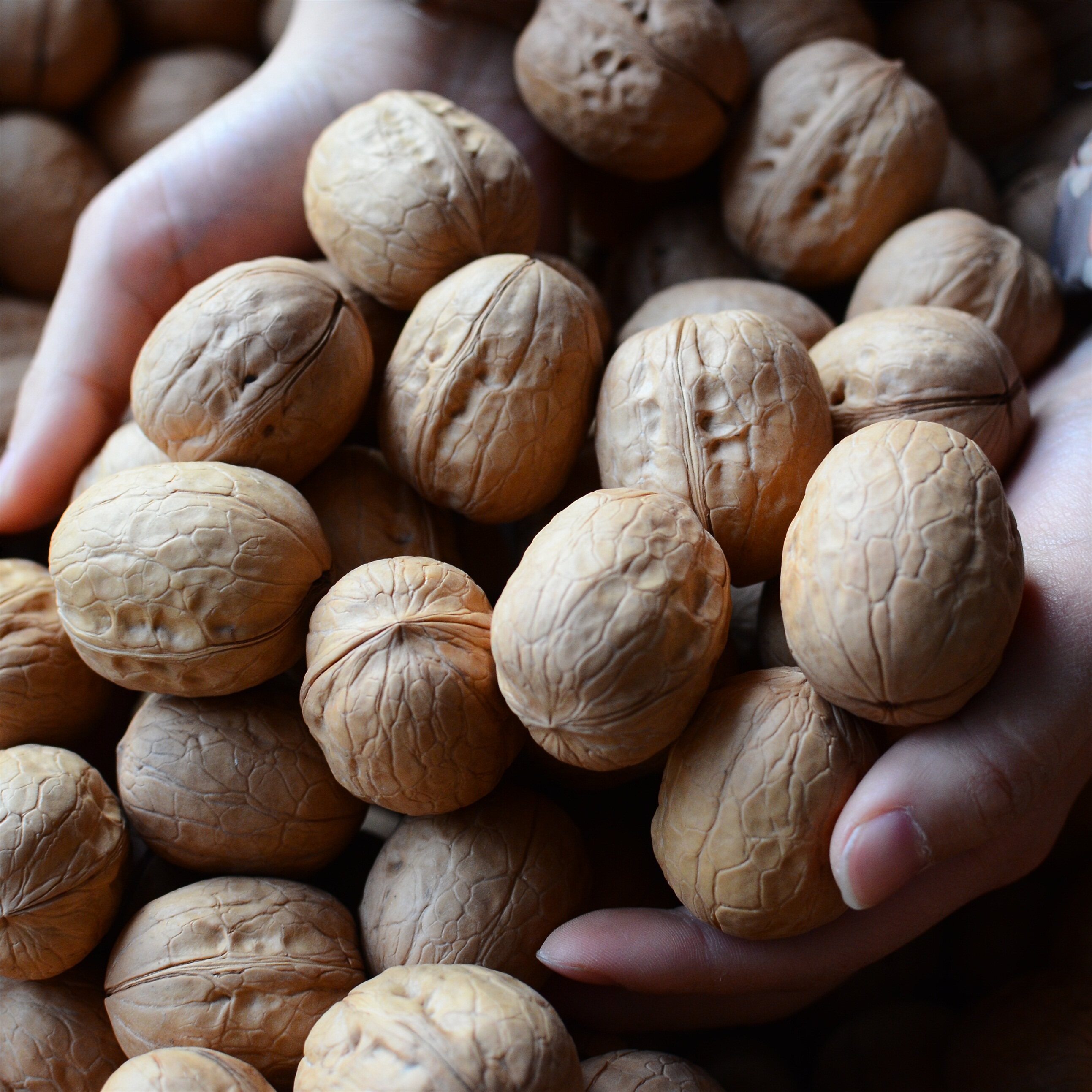 热销楼兰蜜语核桃500g_【一号冰川】无漂白原味新疆阿克苏温宿县 新2
