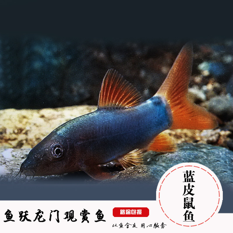 特价野生热带鱼活体_热带观赏鱼工具鱼蓝皮鼠鱼蓝背鱼蓝鼠鱼清洁工