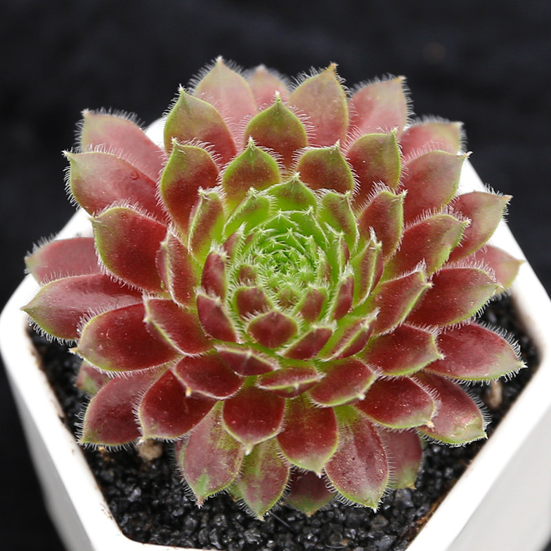 多肉_上海大邱多肉植物办公室桌面花卉防辐射绿植花盆盆栽紫牡丹 多头