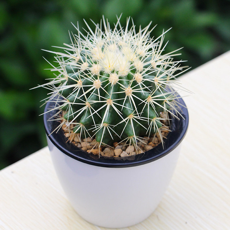 居家要雅致,盆栽不能少