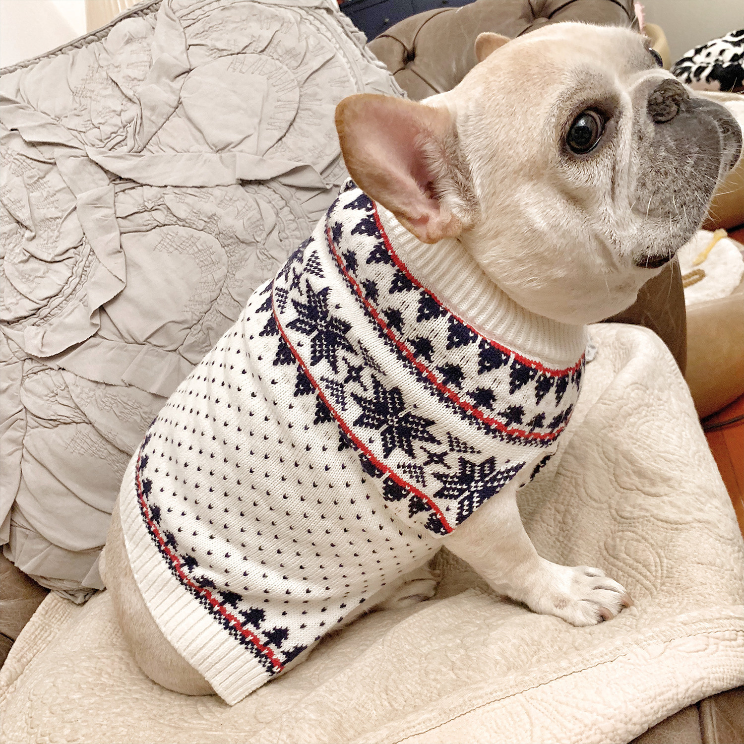 雪狗_zowzow呛口小辣椒2018冬季新品新年限量冬日雪花款狗狗提花毛衣