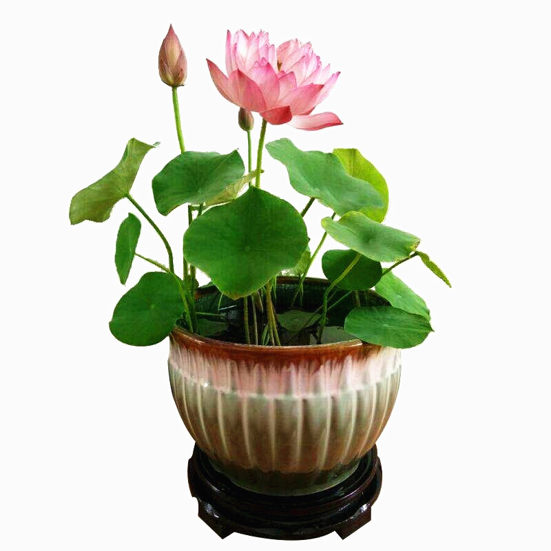 四季水养莲花种子水培观花植物碗莲室内盆栽荷花睡莲根块水生花卉