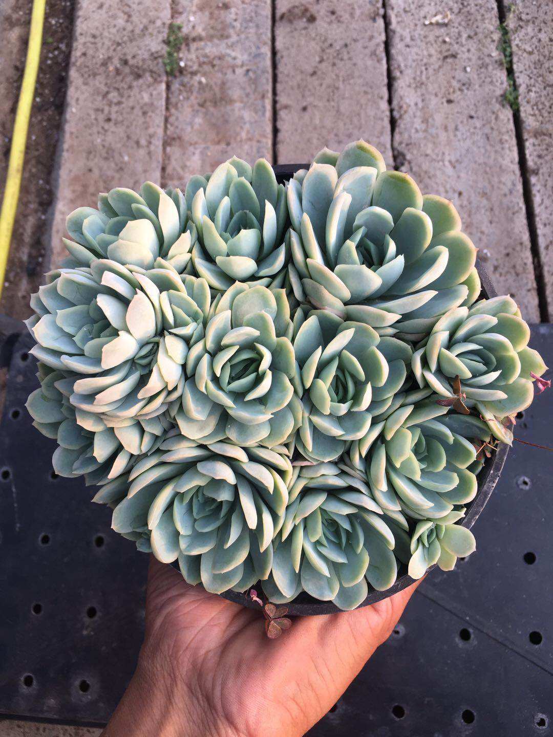 植物智慧套装 补水保湿_冰梅冰莓多头群生 进口多肉植物 冰梅紫月影群