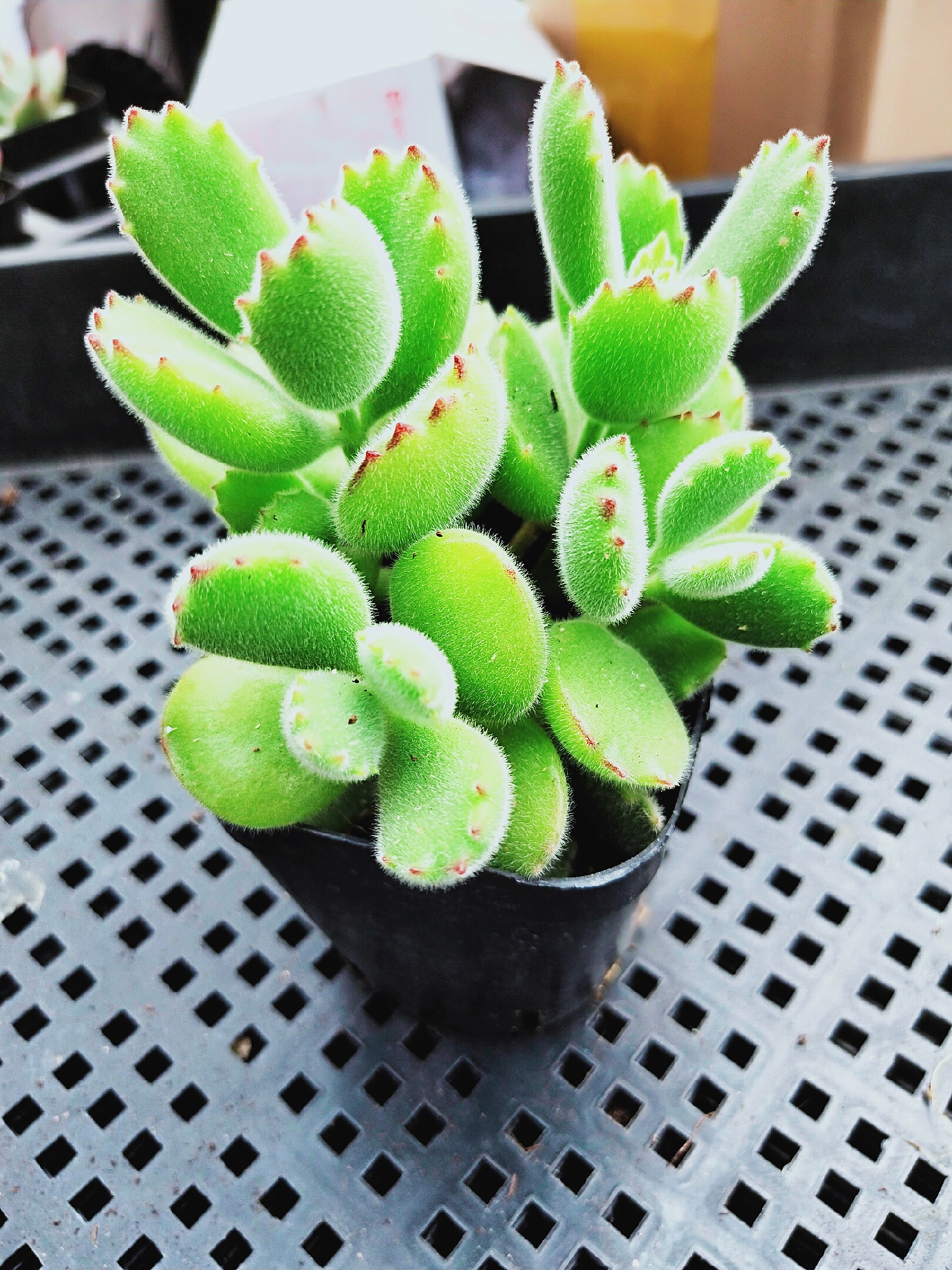 特价熊童子老桩带盆