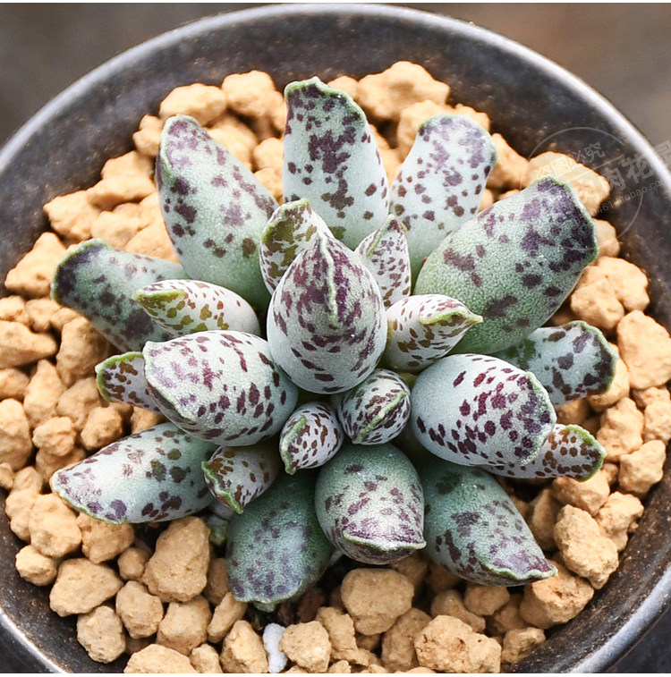 特价安璃小镇_【一物一拍】海豹水泡群生多头多肉植物非梅花鹿天锦章