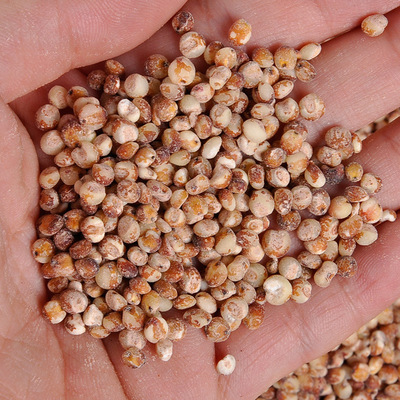 粘高粱米农家糯高梁米红蜀黍黏高梁 黏米黏粮食粽子米糍粑米250g