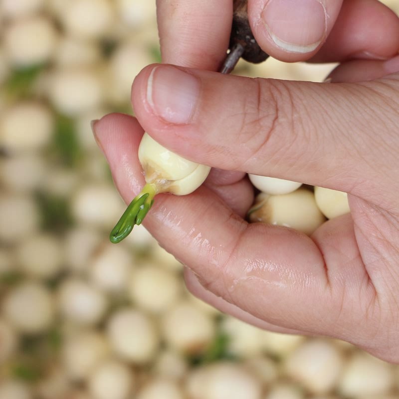 无芯白莲子500g_莲子干货去芯500g包邮农家自产建宁野生磨皮白莲子