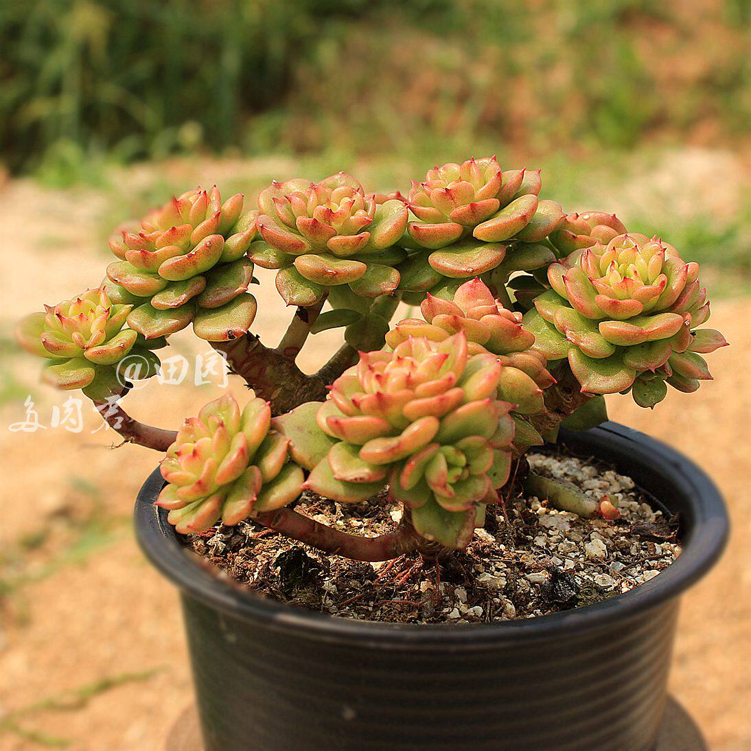 蜡牡丹 多肉植物 群生 老桩 控型桩 一物一拍