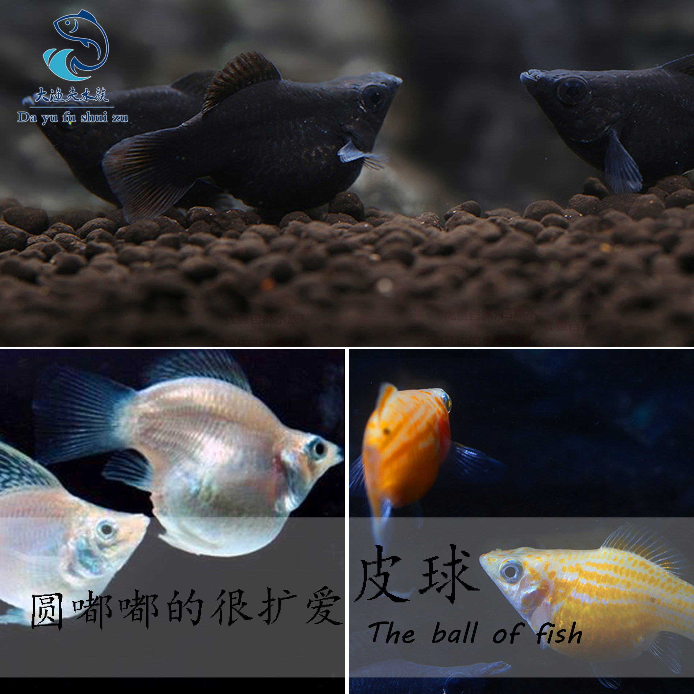 胎生鱼热带鱼_热带观赏鱼皮球鱼胎生鱼三色球三色玛丽米奇黑尾月光