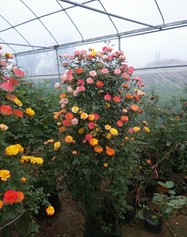 藤彩虹 藤多花月季苗 庭院种植大型藤本蔷薇 多花盆栽藤本小女孩