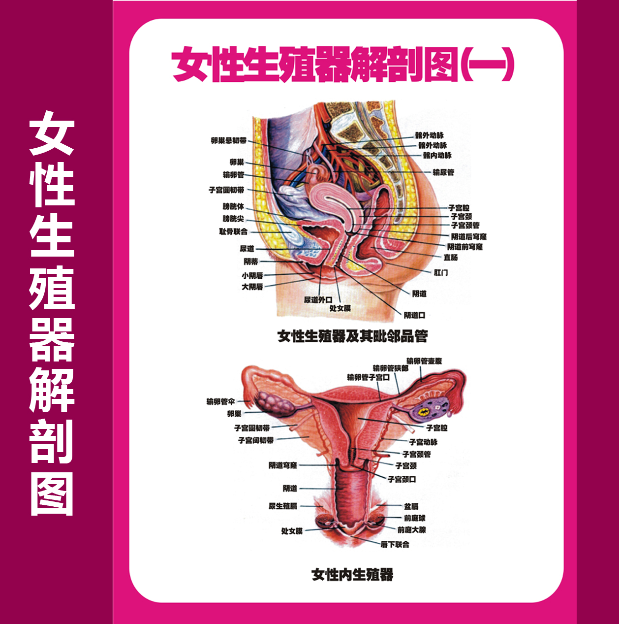 女性生殖器解剖图 医院宣传海报挂图子宫 妇科海报宫颈疾病示意图
