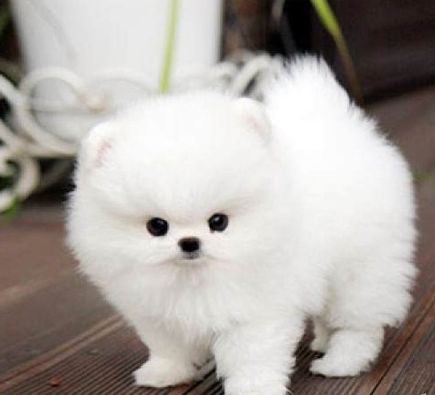 白色狗狗 幼犬_纯种俊介博美犬幼犬白色茶杯超小袖珍犬长不大的宠物