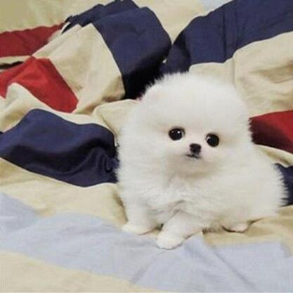 白色狗狗 幼犬_纯种俊介博美犬幼犬白色茶杯超小袖珍犬长不大的宠物