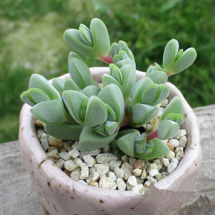 盆栽 碧鱼莲碧玉莲多肉植物防辐射肉肉绿植花卉桌面盆栽 锦慧缘林