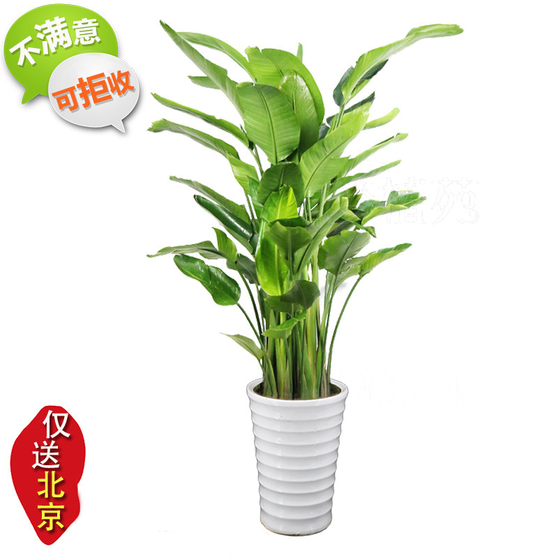 天堂鸟大叶阔叶植物芭蕉树室内客厅大型绿植吸甲醛北京送货鹤望兰