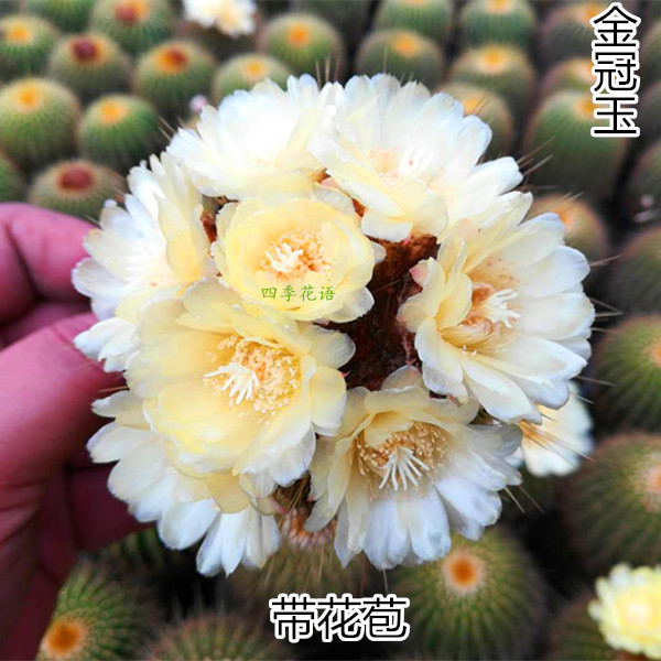 多肉植物金冠仙人球 仙人球盆栽 开花仙人球 仙人掌植物