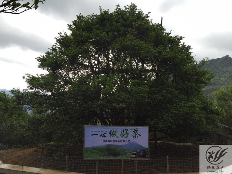 映聪茶业 凤凰单枞茶 大庵580年古树宋种单丛茶 2016年单丛茶叶